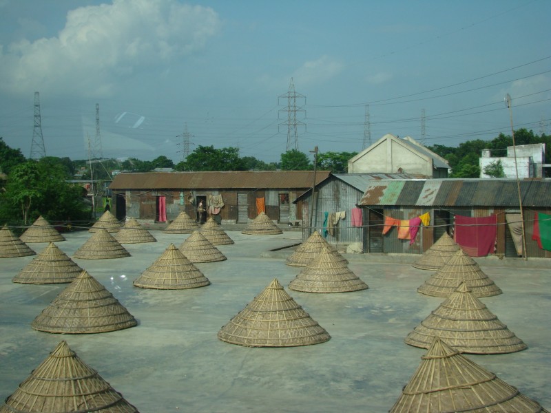 Drying Rice in the sun Bangladesh