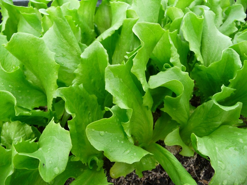 Eisbergsalat Setzlinge