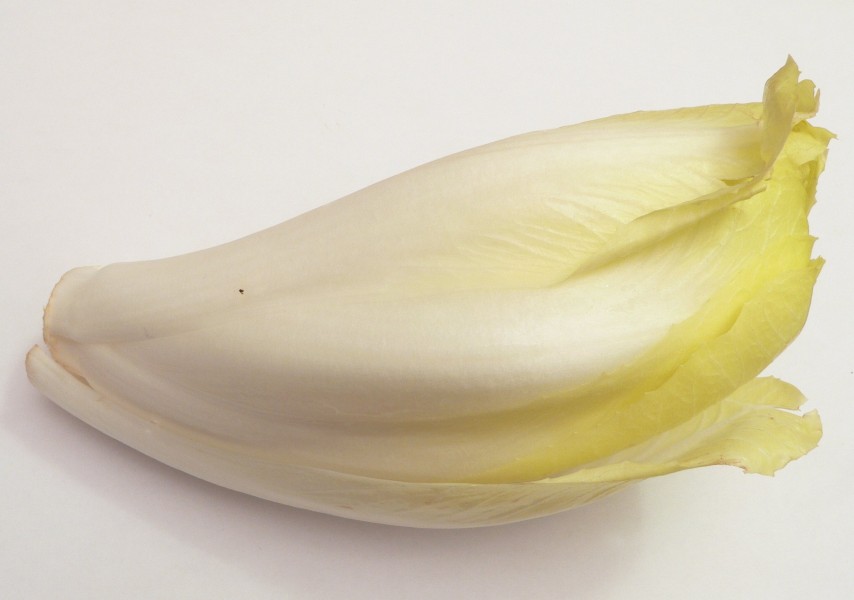 Endive p1160063