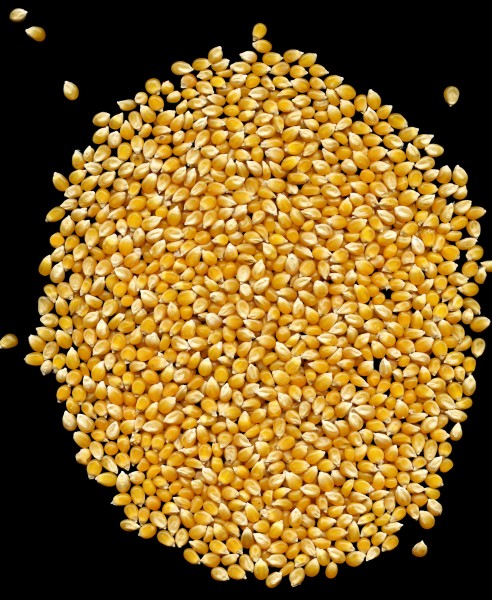 Explosive Endosperm