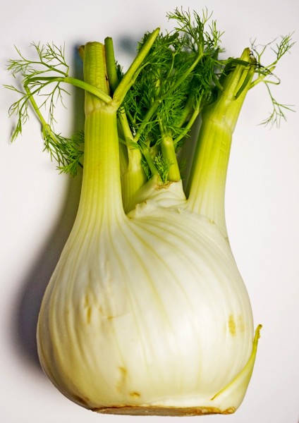 Fennel bulb