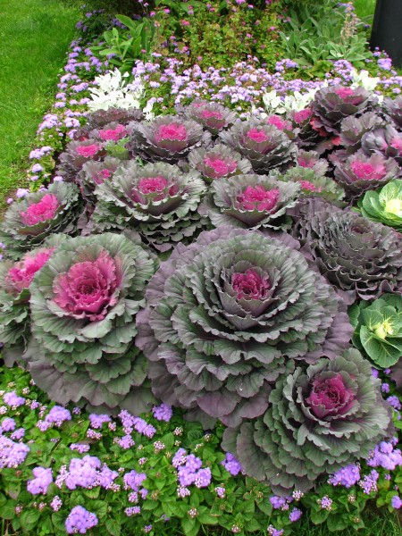 Flowerbeds in apple orchard (Kolomenskoye) 04