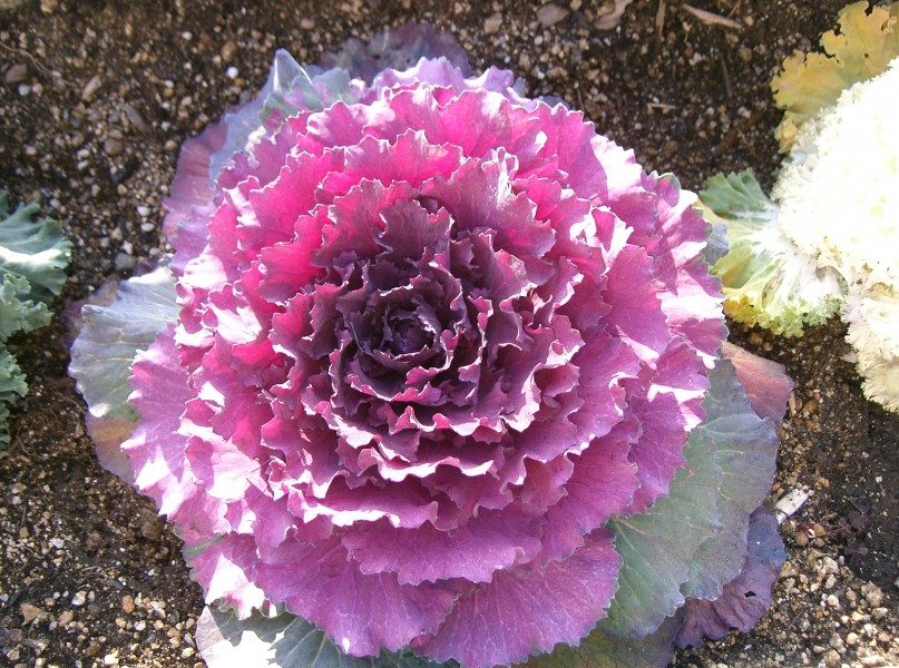 Flowering cabbage