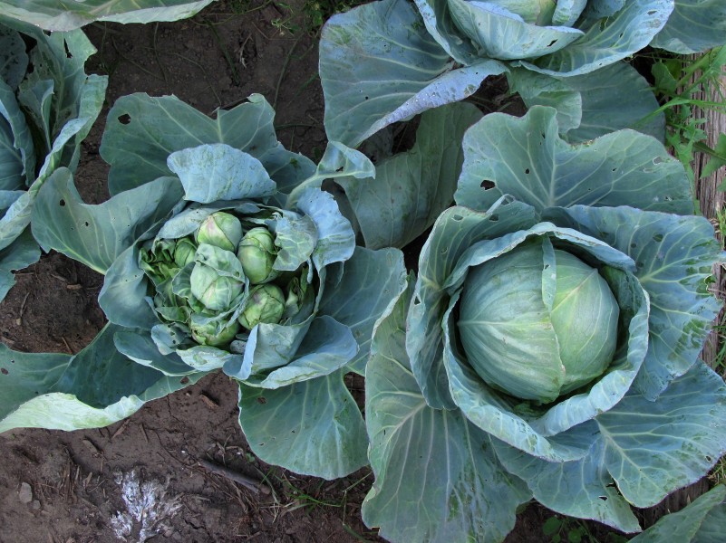 Freak cabbage
