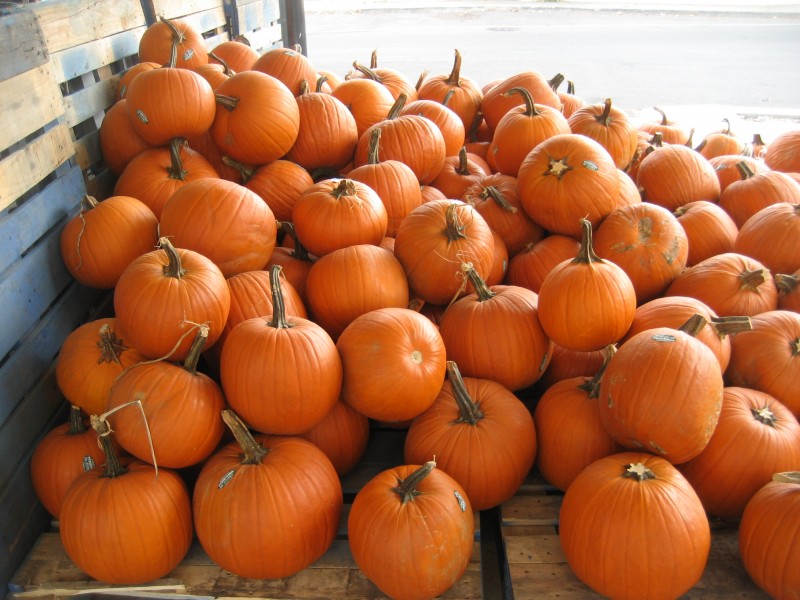 FrenchMarketPumpkinsB