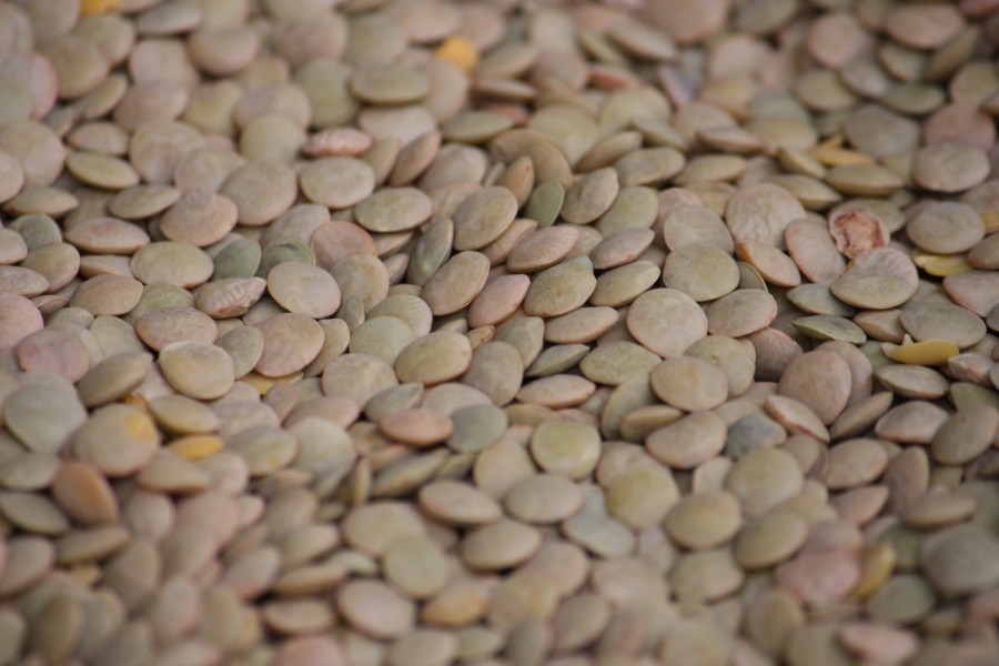 Green Lentils