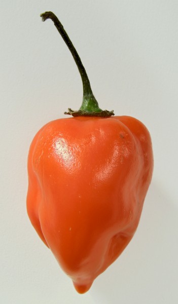 Habanero closeup edit1