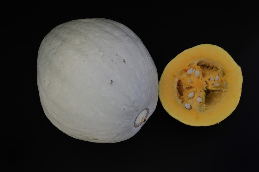 Hopi Pale Grey Squash