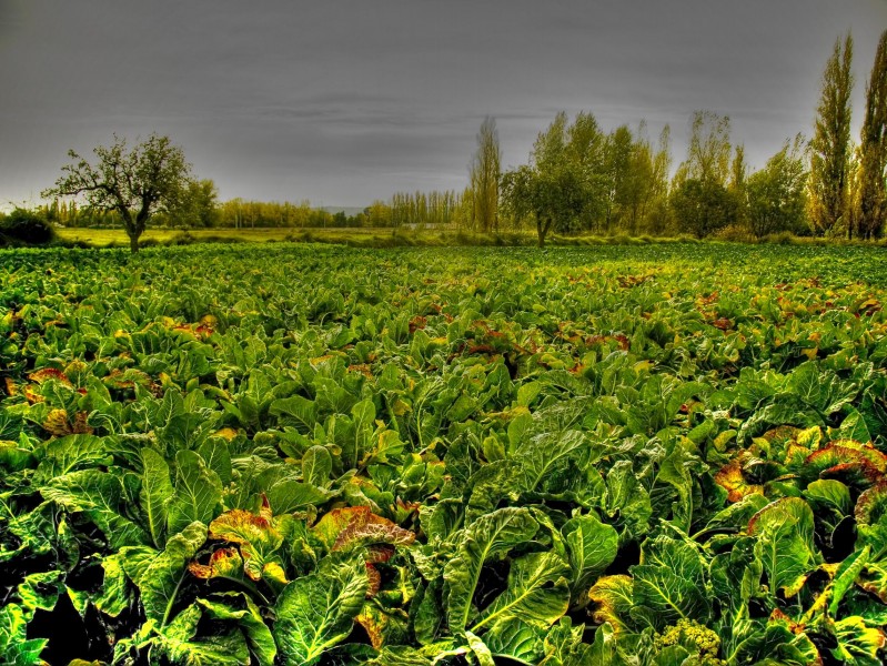 Huerta en Palencia