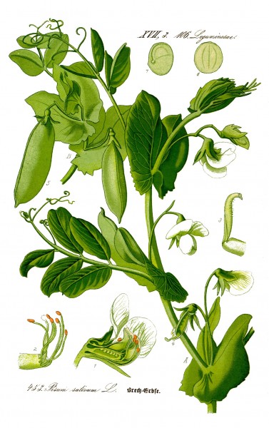 Illustration Pisum sativum0 clean