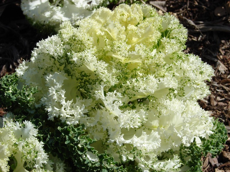 Kale-6513