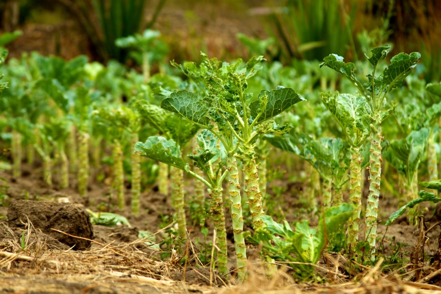 Kale on a farm in Kenya