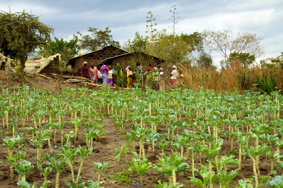 Kale plot in Kenya