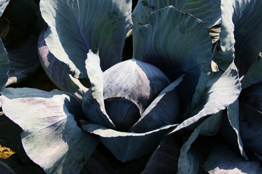 Kalkar - Rotkohl 02 ies