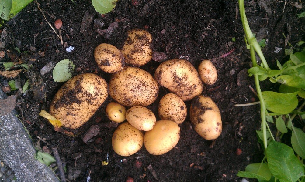 Kartoffel Belana