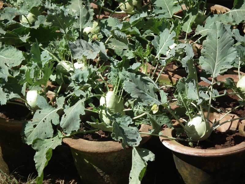 Knolkhol from lalbagh 2306
