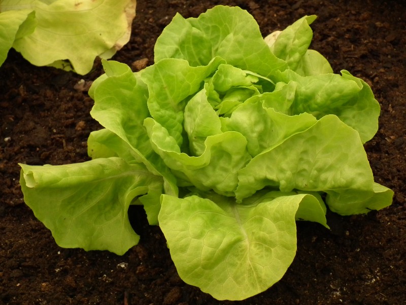 Kopf Kopfsalat