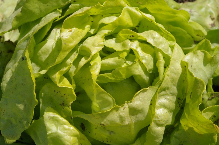 Kopfsalat(1)