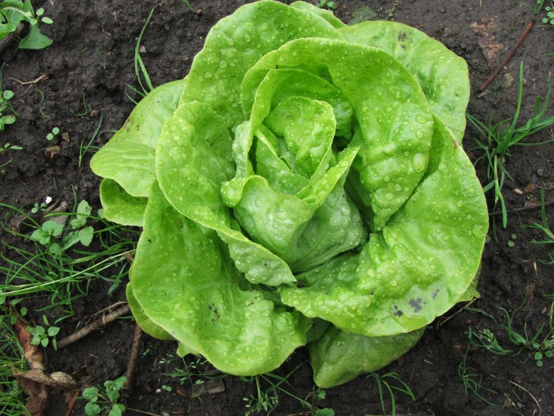 Lactuca sativa-whole plant top