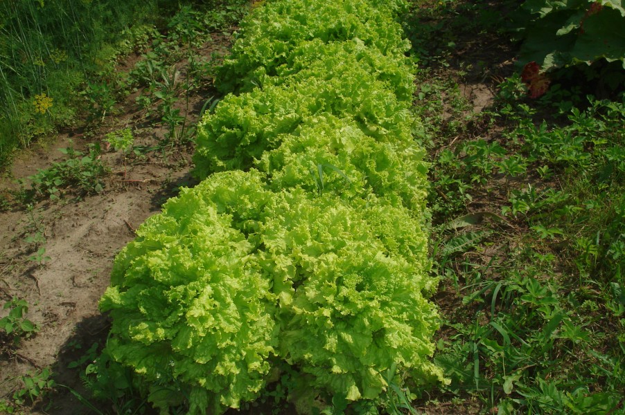 Lactuca sativa 01