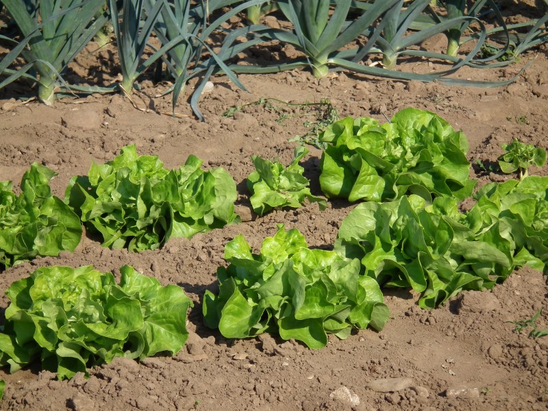 Lactuca sativa Kurpfalzhof Oktober 2011