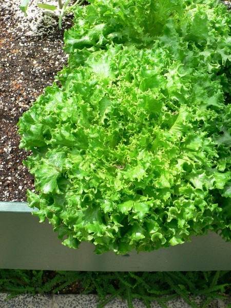 Lactuca sativa var tango 1