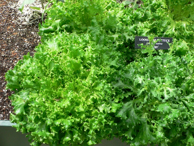 Lactuca sativa var tango 3
