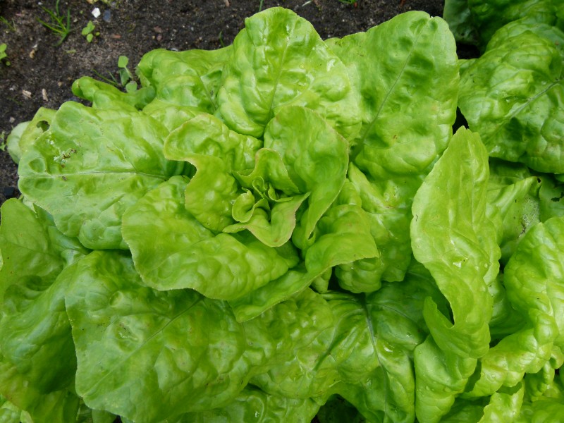 Laitue du jardin