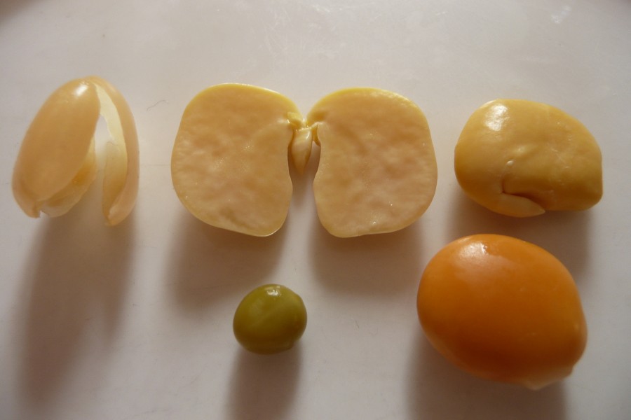Lupin jaune, peau, lupin sans sa peau, petit pois, lupin intact (avec peau)