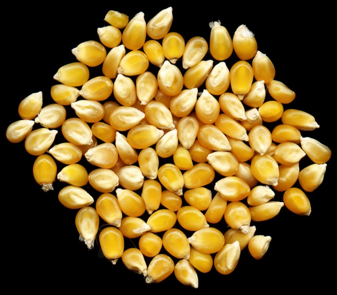 Maize Corn