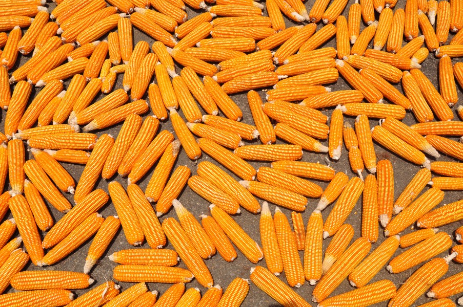 Maize in Bangladesh