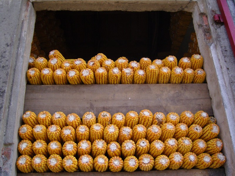Mazarocas de millo apiñocadas no hórreo, Boiro