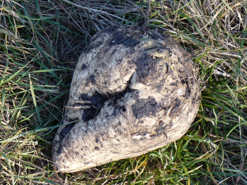 OneSugarBeet2