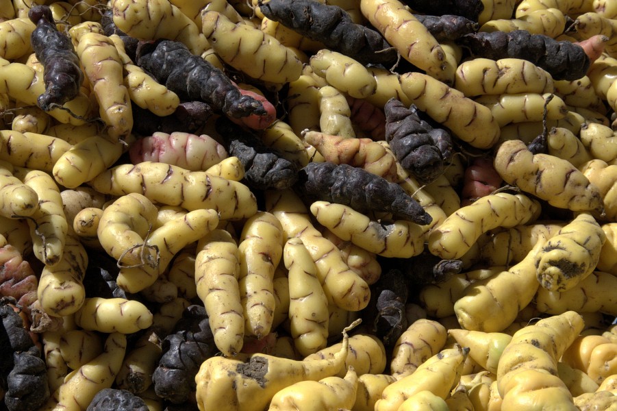 OxalisTuberosa