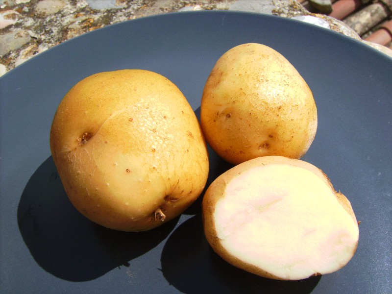 Patata Kennebec