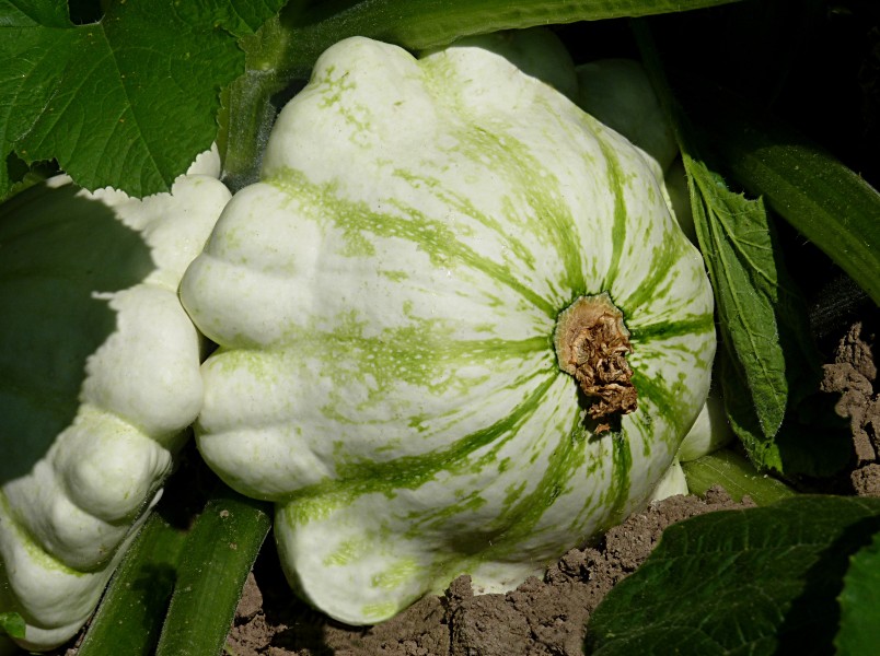 Pattypan squash J1