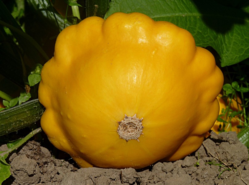 Pattypan squash J2