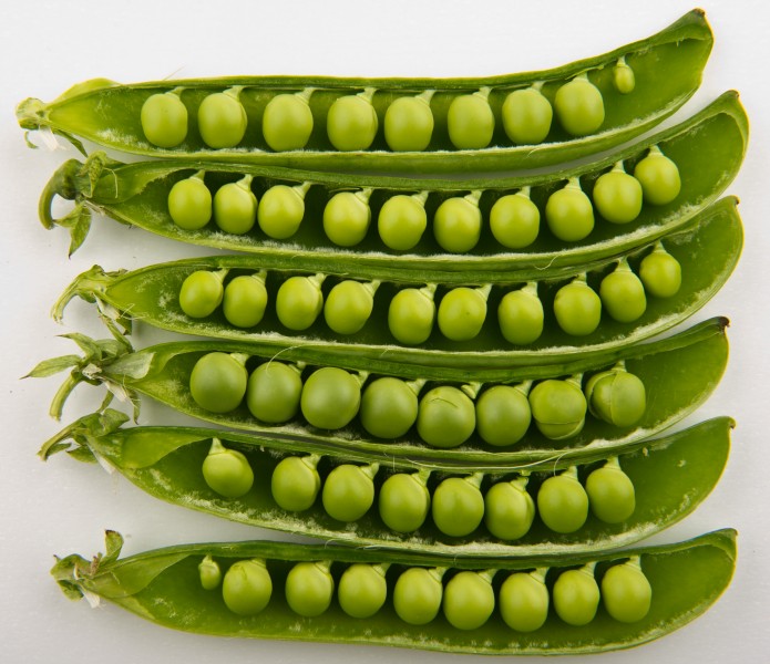 Peas in pods - Studio
