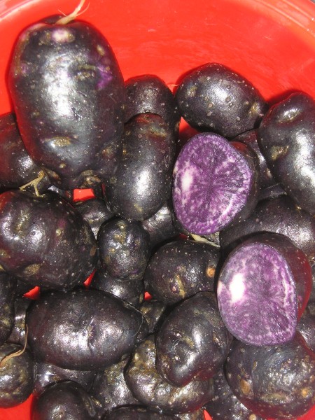 Pic2.Vitelotte