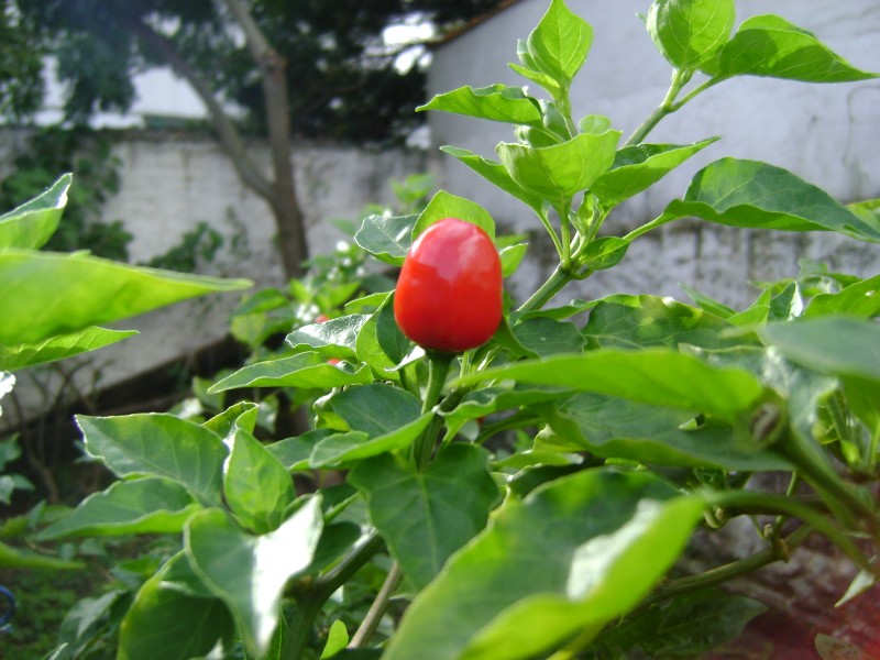 Pimenta de cheiro