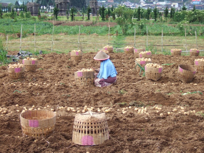 Potato harvest and farmer Dieng Plateau