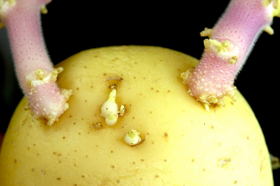 Potato sprouts