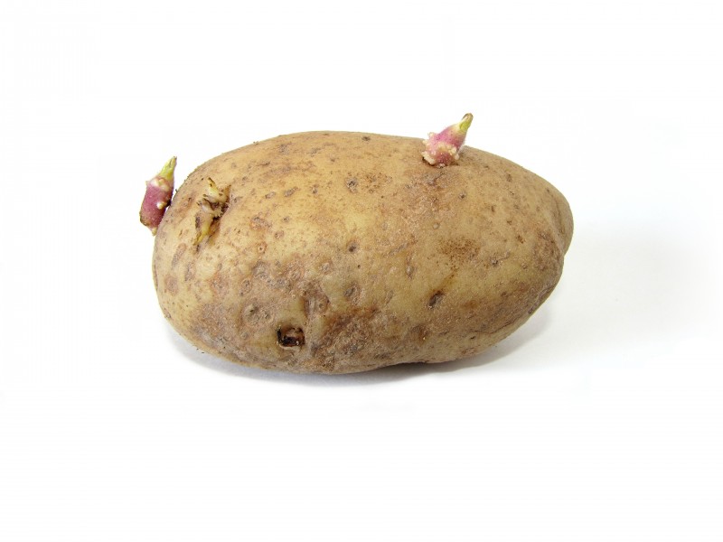 Potato with sprouts