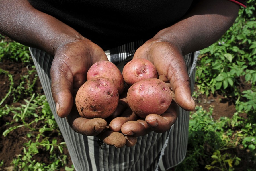 Potatoes from a Kenyan farm