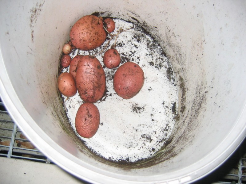 Potatoes grown in a bucket on a London balcony