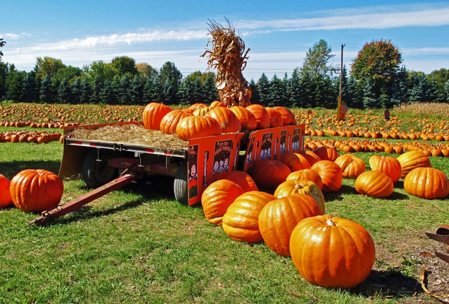 Pumpkin Field