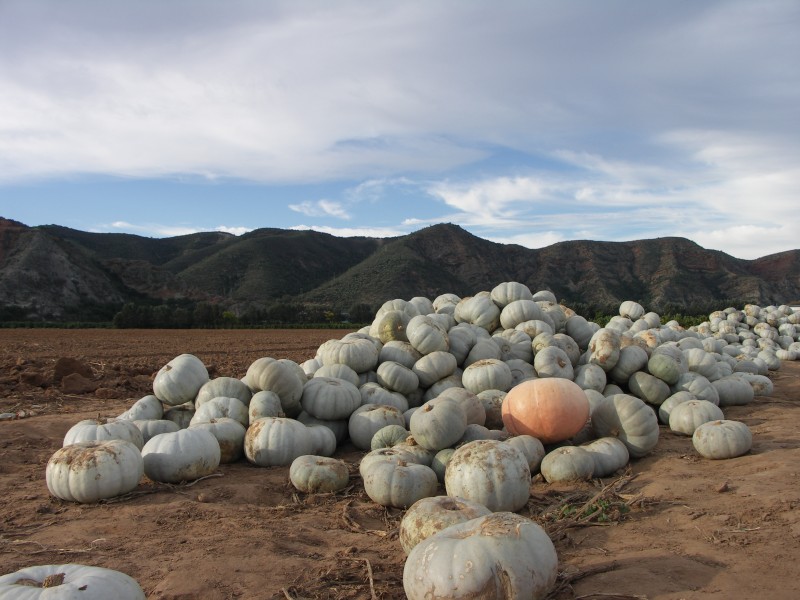 Pumpkin harvest-001
