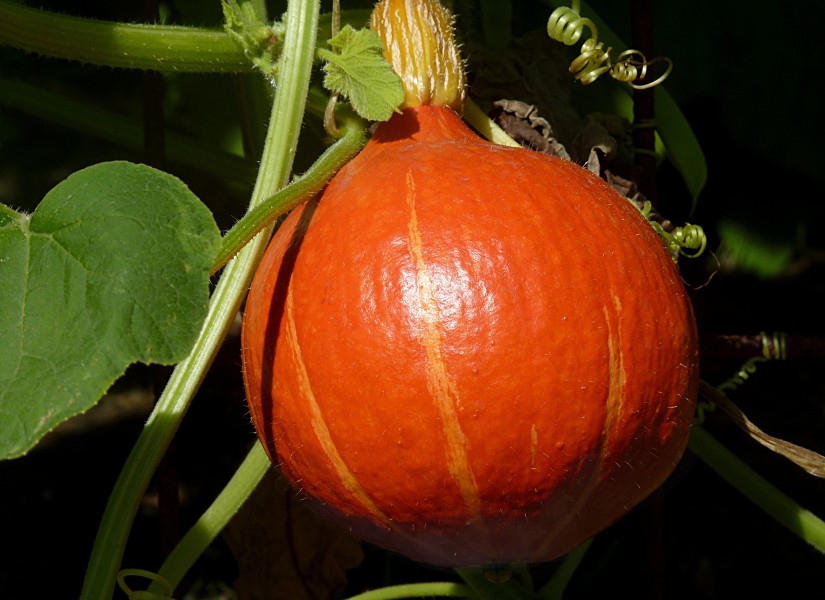 Pumpkin J2