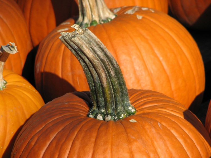 Pumpkin stem
