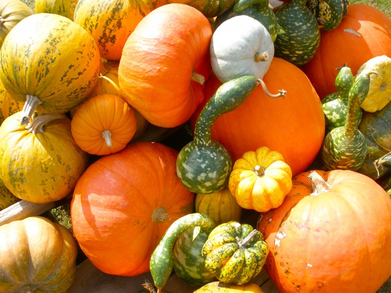 Pumpkins Styria